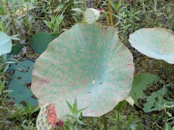 Two piers on Lake Tohopekaliga.