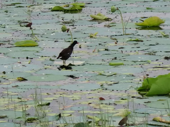 Two piers on Lake Tohopekaliga.