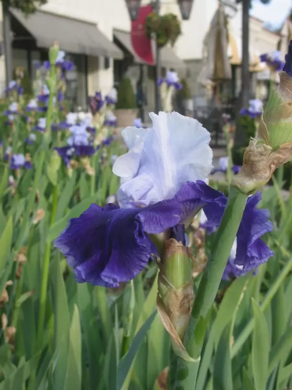 Beautiful mall with bell tower, stained glass lamps, fountains, murals, flowers, sculptures of children, mega bookstore, cinemas, and restaurants.