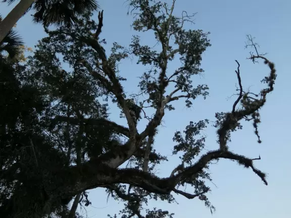 Three and a half mile walk through jungly forest and past mansions.