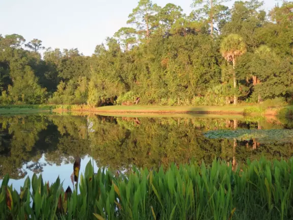 Walk past lake with cypress trees, and down three culdesacs with mansions.