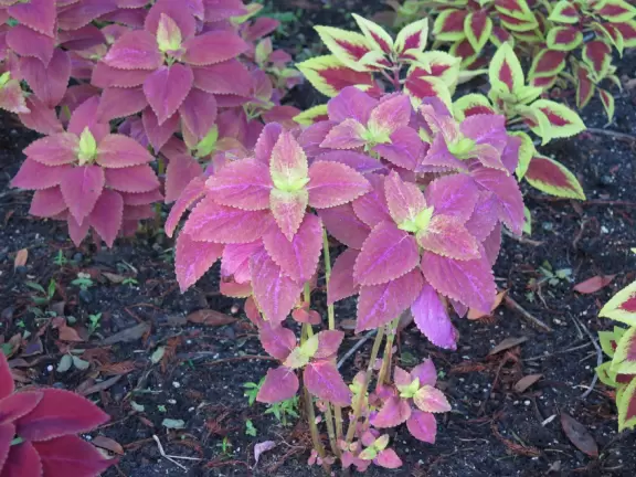 Walk past lake with cypress trees, and down three culdesacs with mansions.