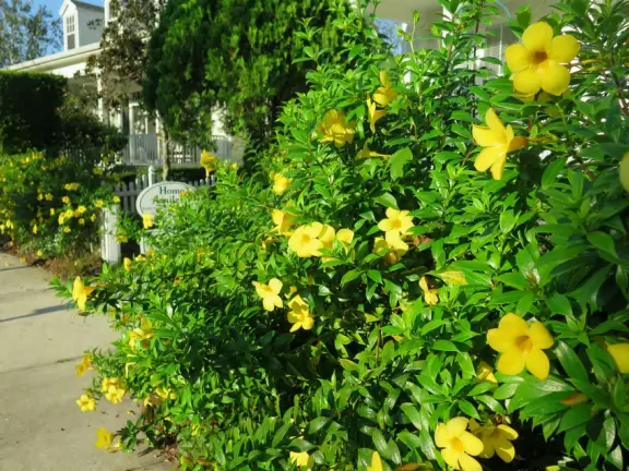 Walk past lake with cypress trees, and down three culdesacs with mansions.