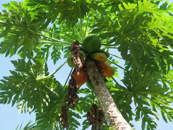 Beautiful garden with many partitioned areas, tropical plants, flowers, all with the blue lake behind. Plus, promenade around the lake.