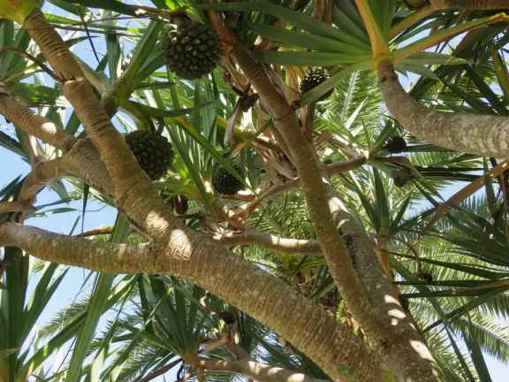 Beautiful garden with many partitioned areas, tropical plants, flowers, all with the blue lake behind. Plus, promenade around the lake.