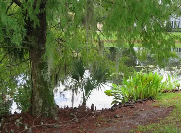Walk past lake with cypress trees, and down three culdesacs with mansions.