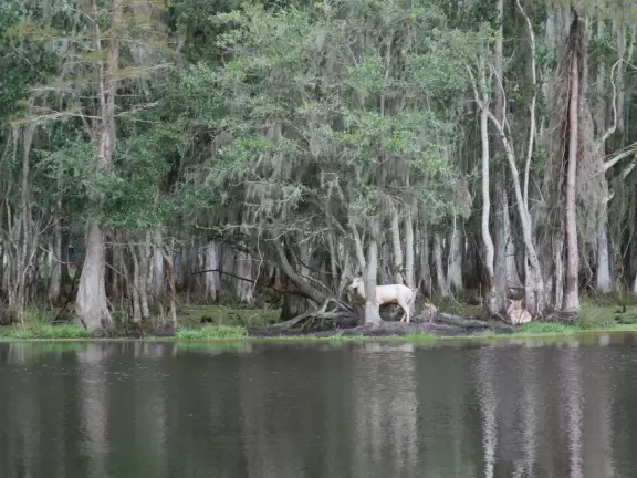 Fantastic place to see wonderful animals that walk right up to your car! Pure delight!