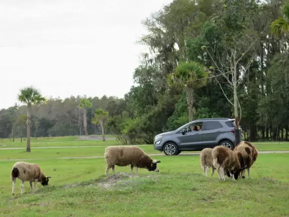 Fantastic place to see wonderful animals that walk right up to your car! Pure delight!