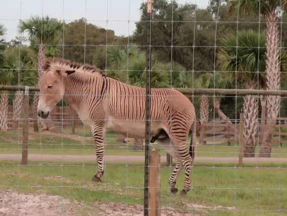 Fantastic place to see wonderful animals that walk right up to your car! Pure delight!