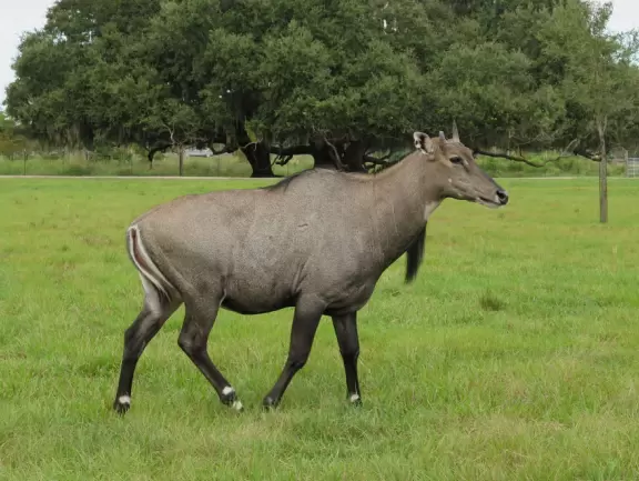 Fantastic place to see wonderful animals that walk right up to your car! Pure delight!