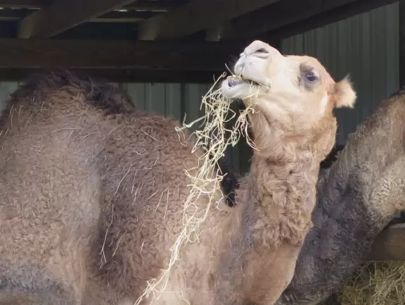 Fantastic place to see wonderful animals that walk right up to your car! Pure delight!