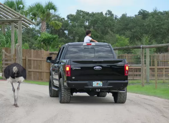 Fantastic place to see wonderful animals that walk right up to your car! Pure delight!