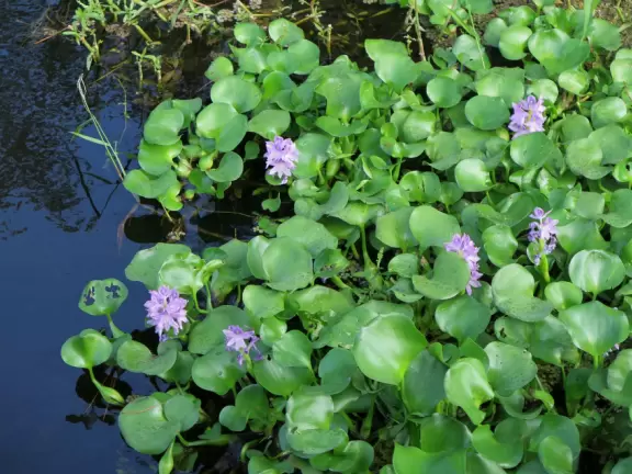 Half-mile trail through gorgeous cypress swamp.