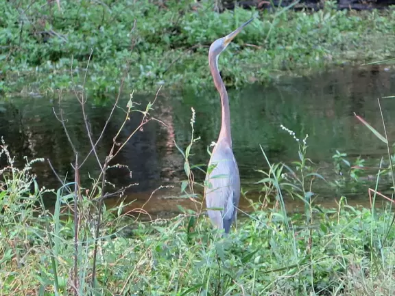 Half-mile trail through gorgeous cypress swamp.
