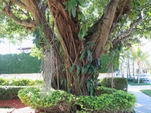 It's blissful to walk past hibiscus flowers, bougainvillea, coconut trees, tall hedges, and mansions, down to the sea.