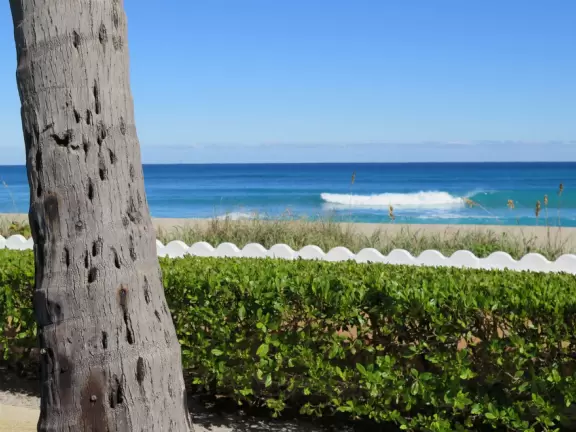 It's blissful to walk past hibiscus flowers, bougainvillea, coconut trees, tall hedges, and mansions, down to the sea.