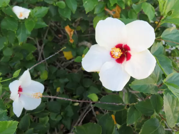 It's blissful to walk past hibiscus flowers, bougainvillea, coconut trees, tall hedges, and mansions, down to the sea.