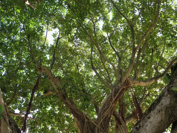 It's blissful to walk past hibiscus flowers, bougainvillea, coconut trees, tall hedges, and mansions, down to the sea.
