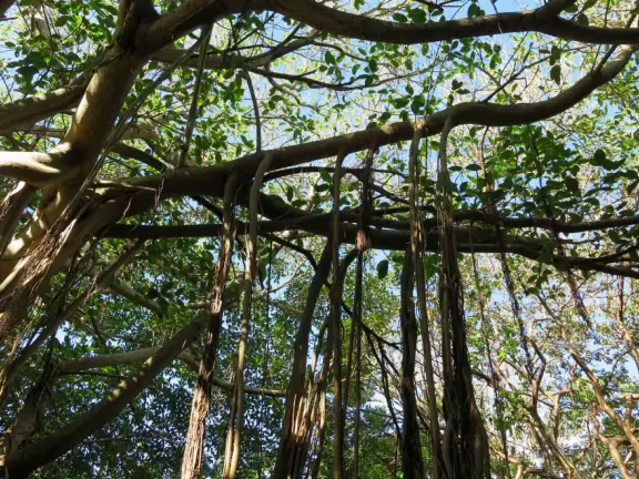 Stand in the shade of the raised pavilion and watch the beach, then enjoy a one-mile shady walk.
