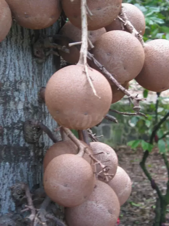 A lush paradise in the middle of downtown Honolulu!