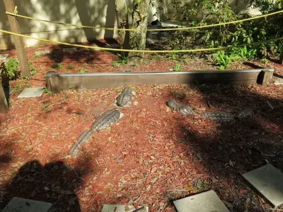 Amazing wooden playground with splash pad and gizmos galore, plus carousel and free science museum, all in a tropical setting.