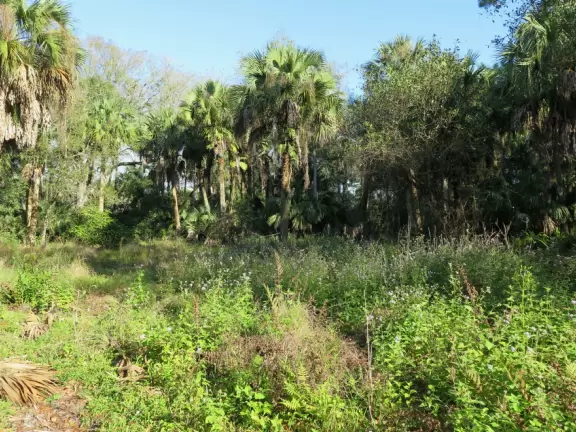 Tropical paradise with amazing trees, soft green grass, and woven huts shading picnic tables with BBQs that line the river, plus bike and kayak rentals. Beware alligators.