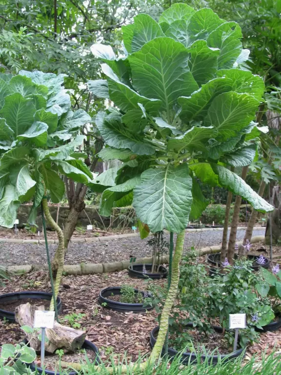 A lush paradise in the middle of downtown Honolulu!