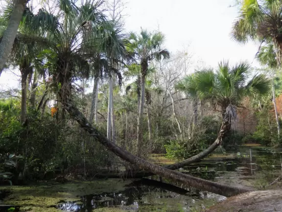 Tropical paradise with amazing trees, soft green grass, and woven huts shading picnic tables with BBQs that line the river, plus bike and kayak rentals. Beware alligators.