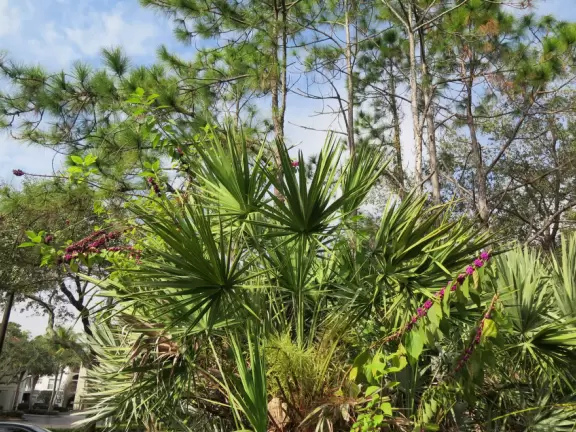 Master-planned community with lovely shady walking paths alongside sunlit forest areas with gopher tortoises.