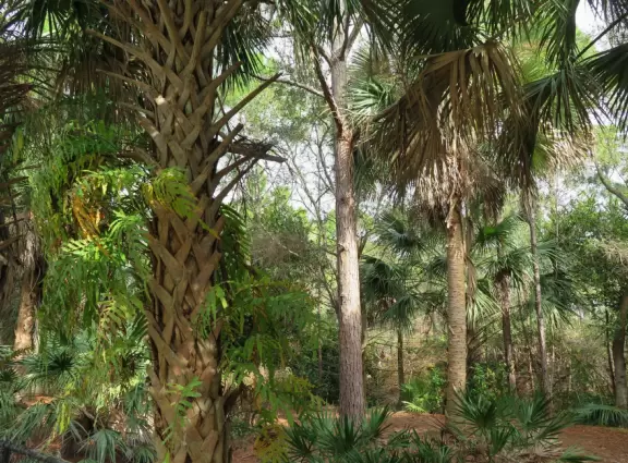 Master-planned community with lovely shady walking paths alongside sunlit forest areas with gopher tortoises.