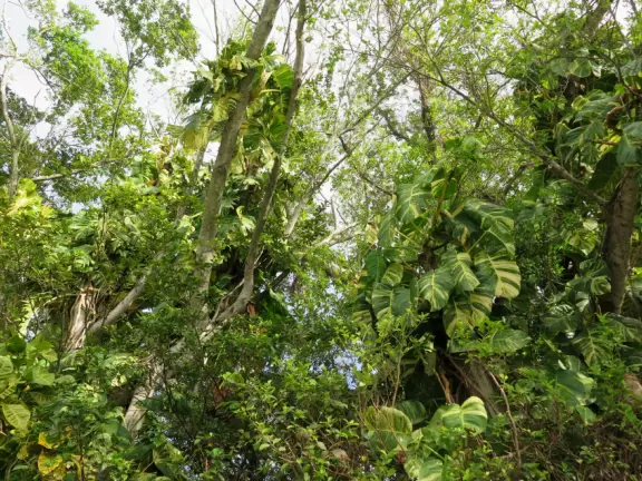 Gorgeous 3 mile walk along the intracoastal on Palm Beach island!