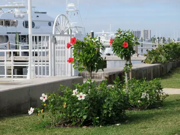 Gorgeous 3 mile walk along the intracoastal on Palm Beach island!