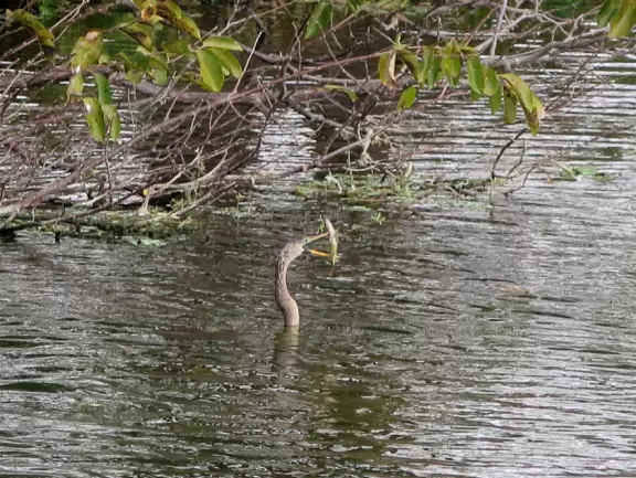 Wildlife galore beside a boardwalk with gazebos.