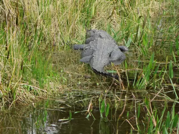 Wildlife galore beside a boardwalk with gazebos.