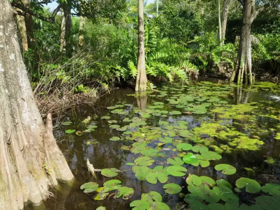 It's blissful to walk past hibiscus flowers, bougainvillea, coconut trees, tall hedges, and mansions, down to the sea.