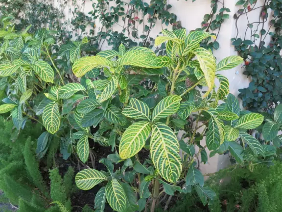 Beautiful area with Spanish alleys, and interesting shops and cafes.