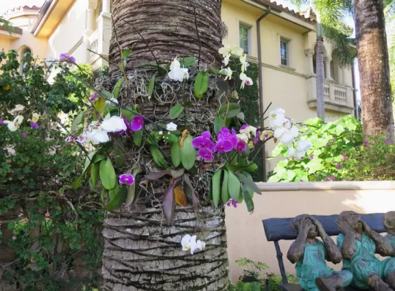 It's blissful to walk past hibiscus flowers, bougainvillea, coconut trees, tall hedges, and mansions, down to the sea.