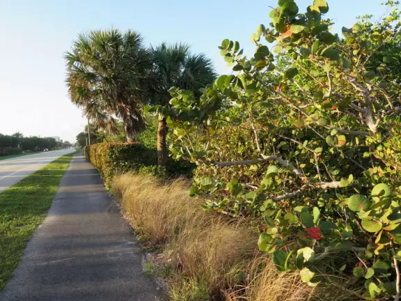 Wide sidewalk along Ocean Blvd with shade from the buildings, sweet views, and fantastic ocean air.