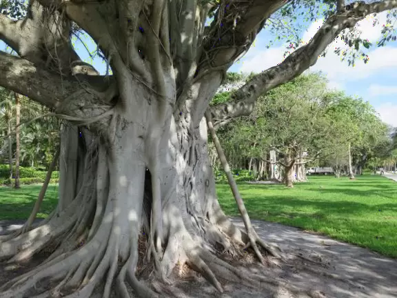 Gorgeous walk under banyan trees past side streets with lush gardens and mansions.