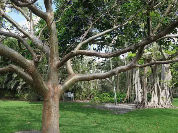 Gorgeous walk under banyan trees past side streets with lush gardens and mansions.