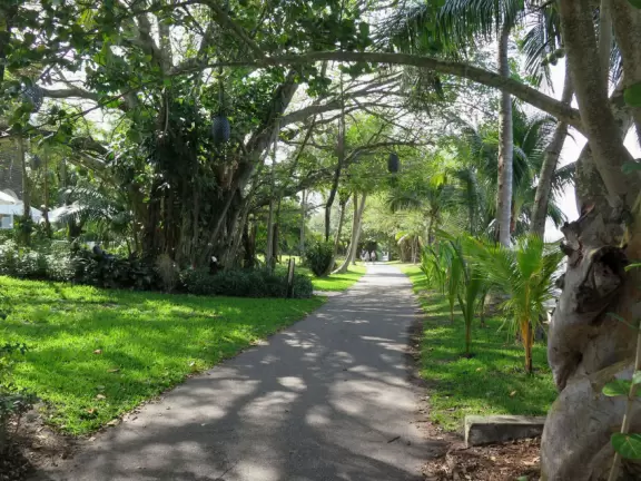 Gorgeous walk under banyan trees past side streets with lush gardens and mansions.