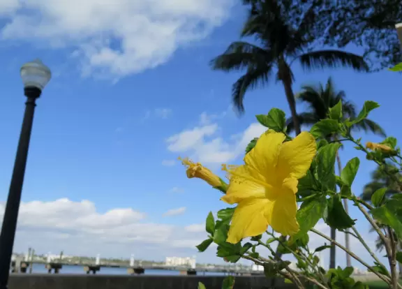 Gorgeous 3 mile walk along the intracoastal on Palm Beach island!