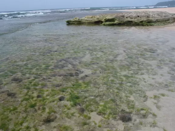 Tide pools, rock spires, sandy beach, and part of the set from Lost! Also called Papailoa Beach.&nbsp;