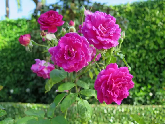 Lovely walk past mansions, flowers, statues, and lanterns.