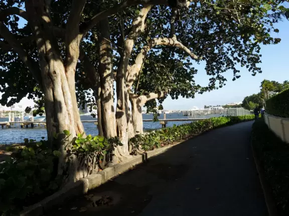 A cement bike and walking path along the intercoastal waterway in front of mansions and past glorious trees.