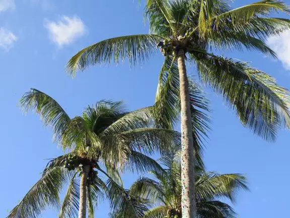 A cement bike and walking path along the intercoastal waterway in front of mansions and past glorious trees.