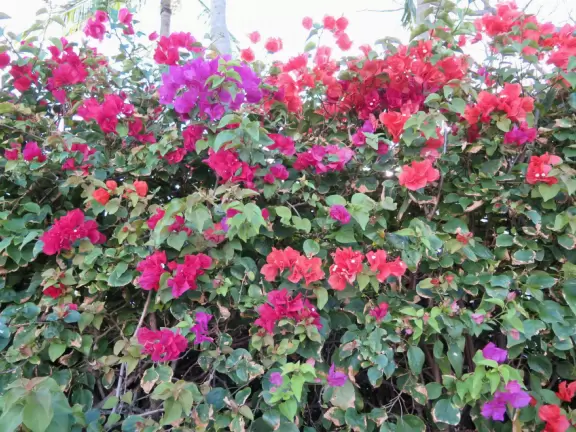 A cement bike and walking path along the intercoastal waterway in front of mansions and past glorious trees.