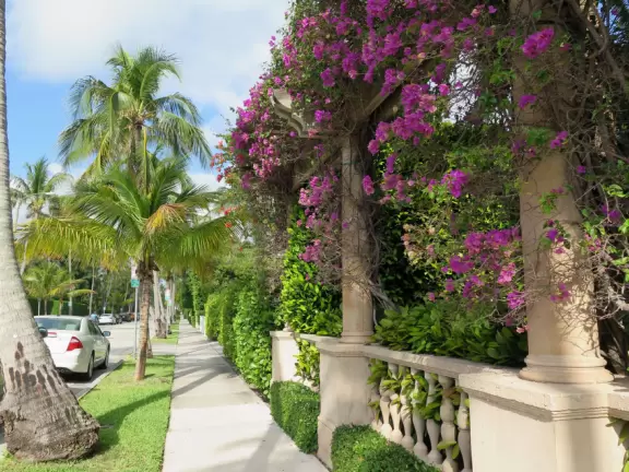 It's blissful to walk past hibiscus flowers, bougainvillea, coconut trees, tall hedges, and mansions, down to the sea.