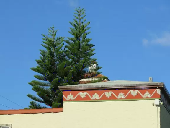 Norfolk pines and a decorated roof.