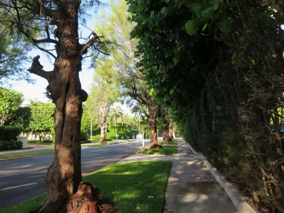 Walk past mansions in the shade of pine and palm trees on Palm Beach Island.